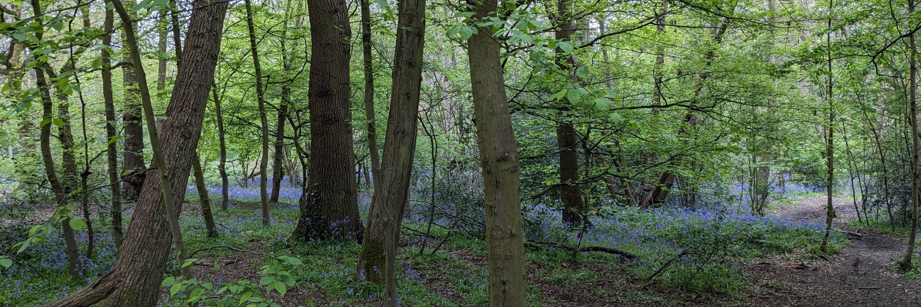 Phil Sheard