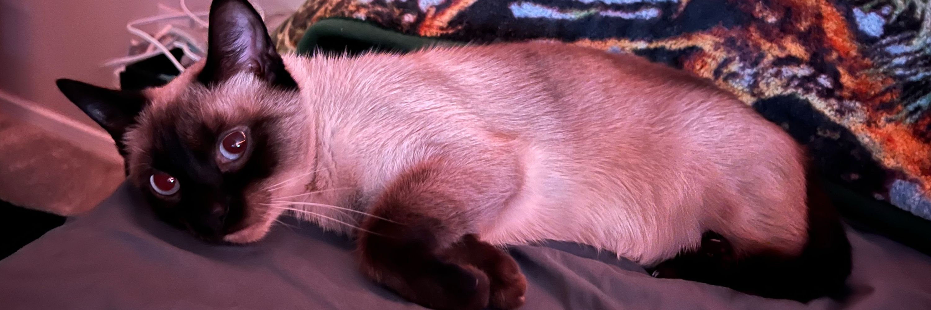 Kagomekitten