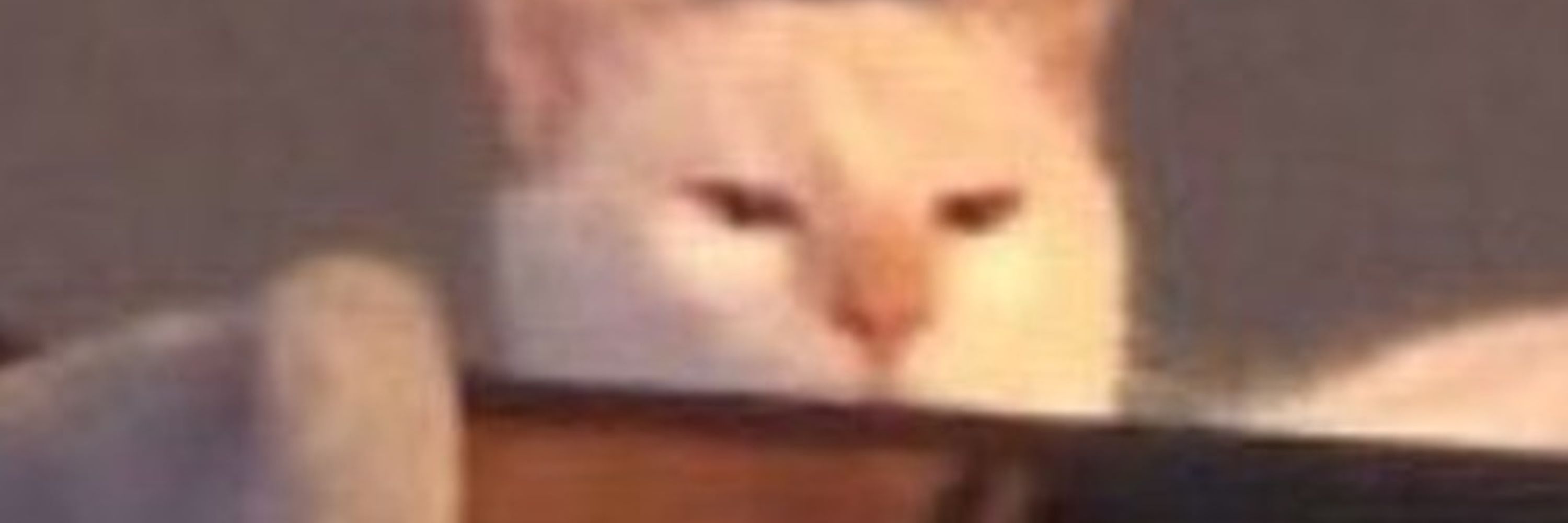 cat with a gun 🔫🐈