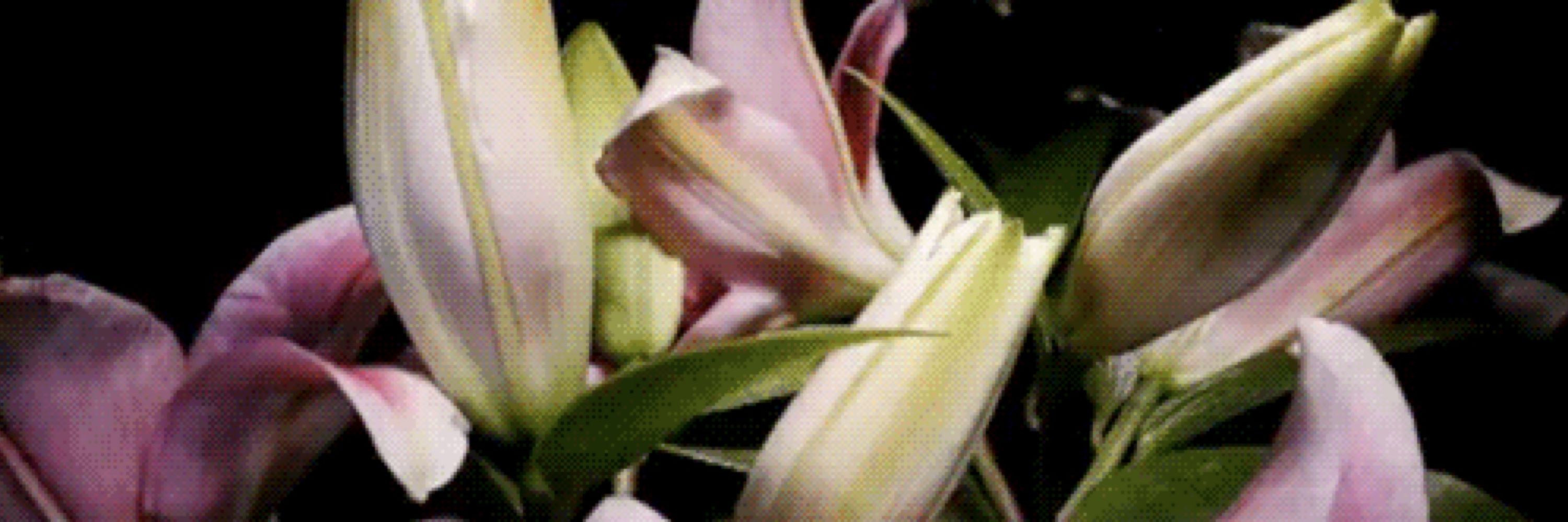 lilika ⸝⸝  ⚢    (0/-15kg)