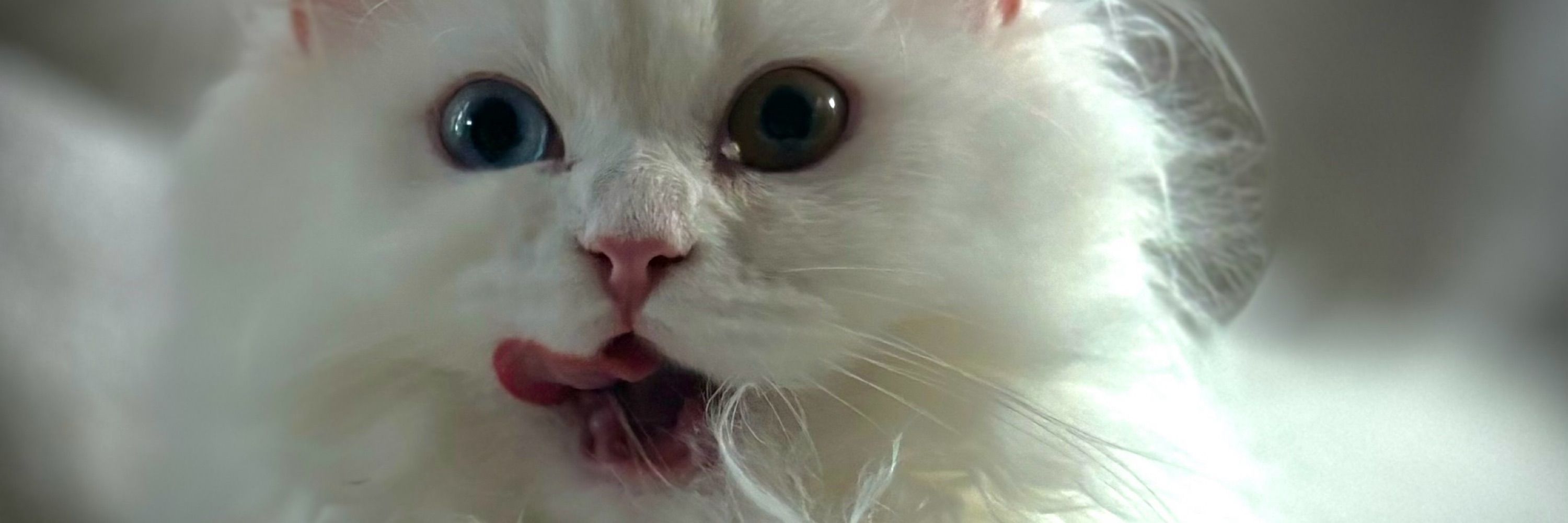 kyivtheCat