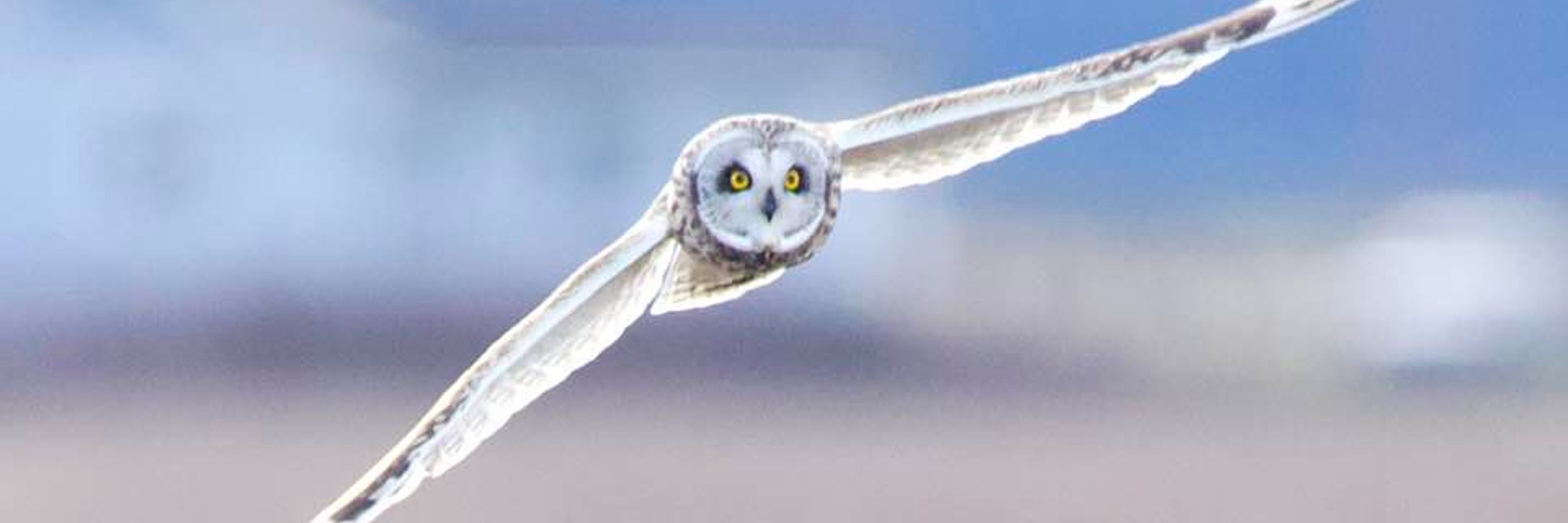 American Bird Conservancy