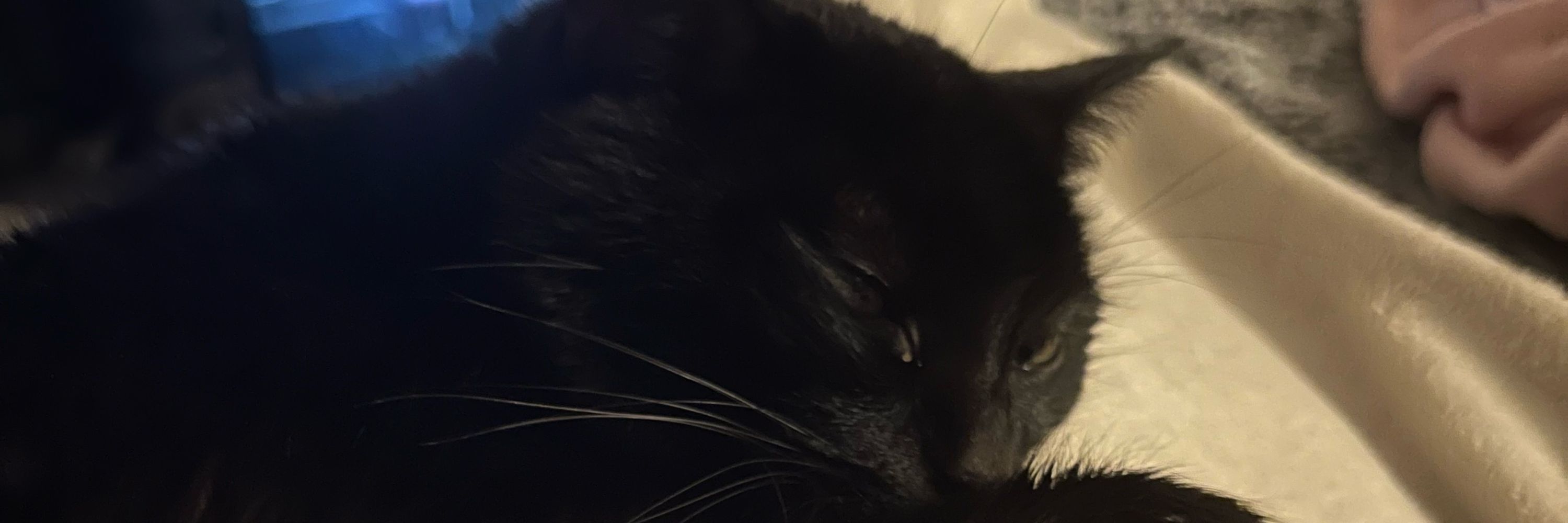 CommanderPoyo 🐱
