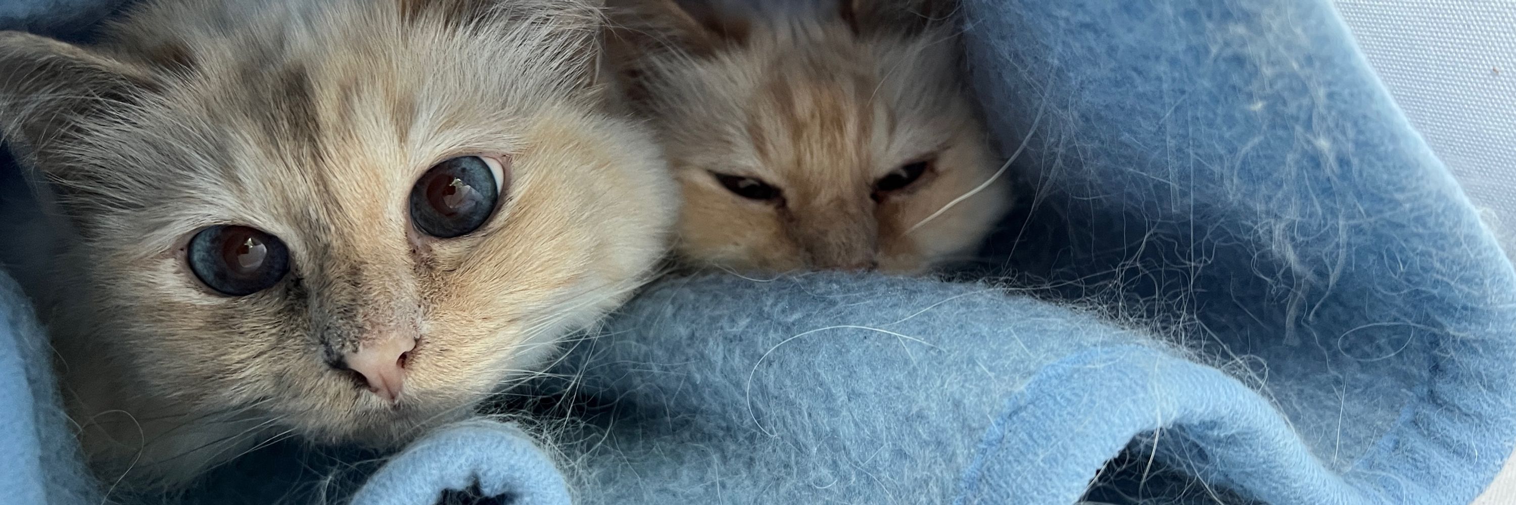 GymByCat