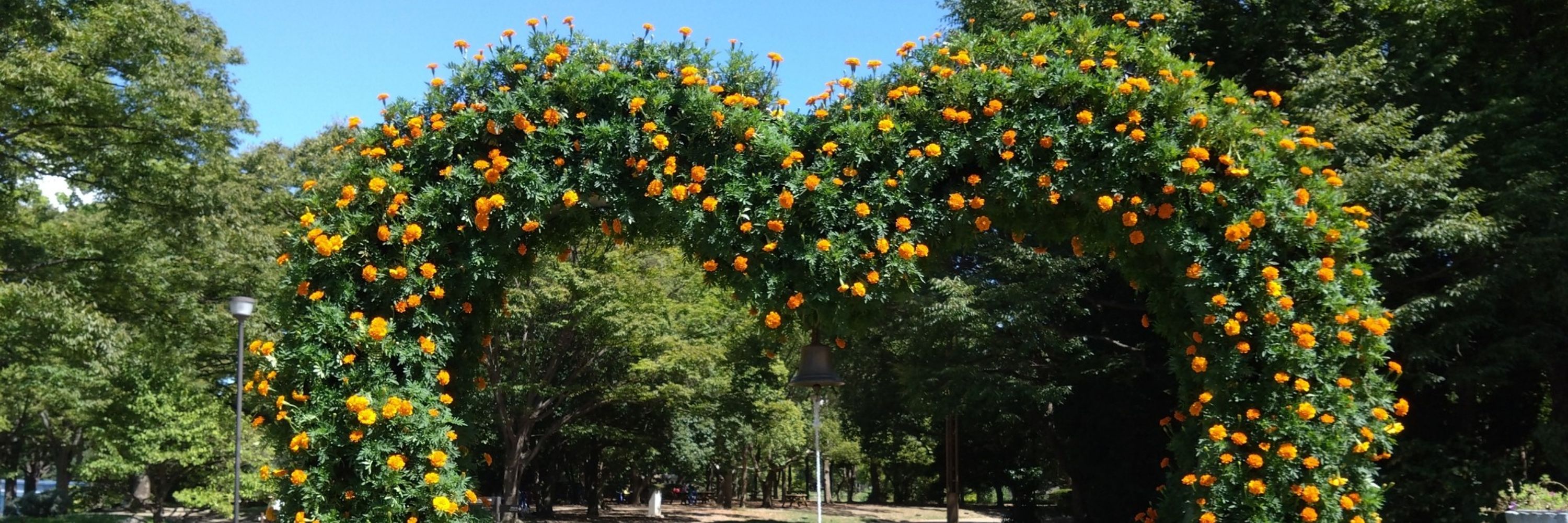 蜜式