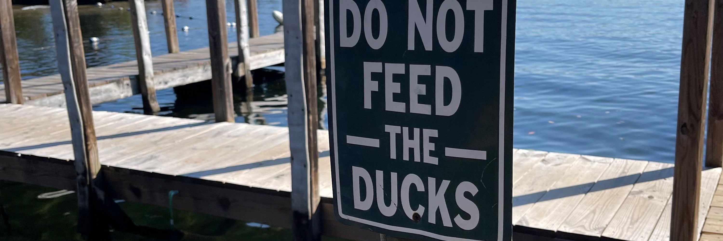 Mallard