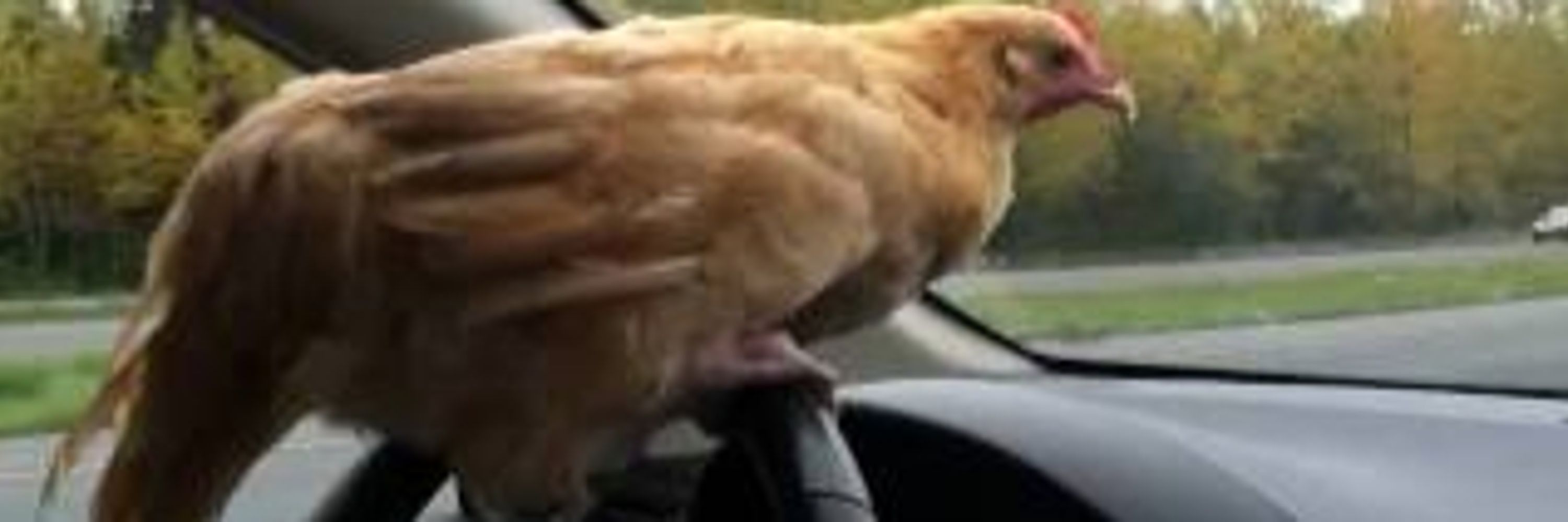 Mad Drunk Chicken