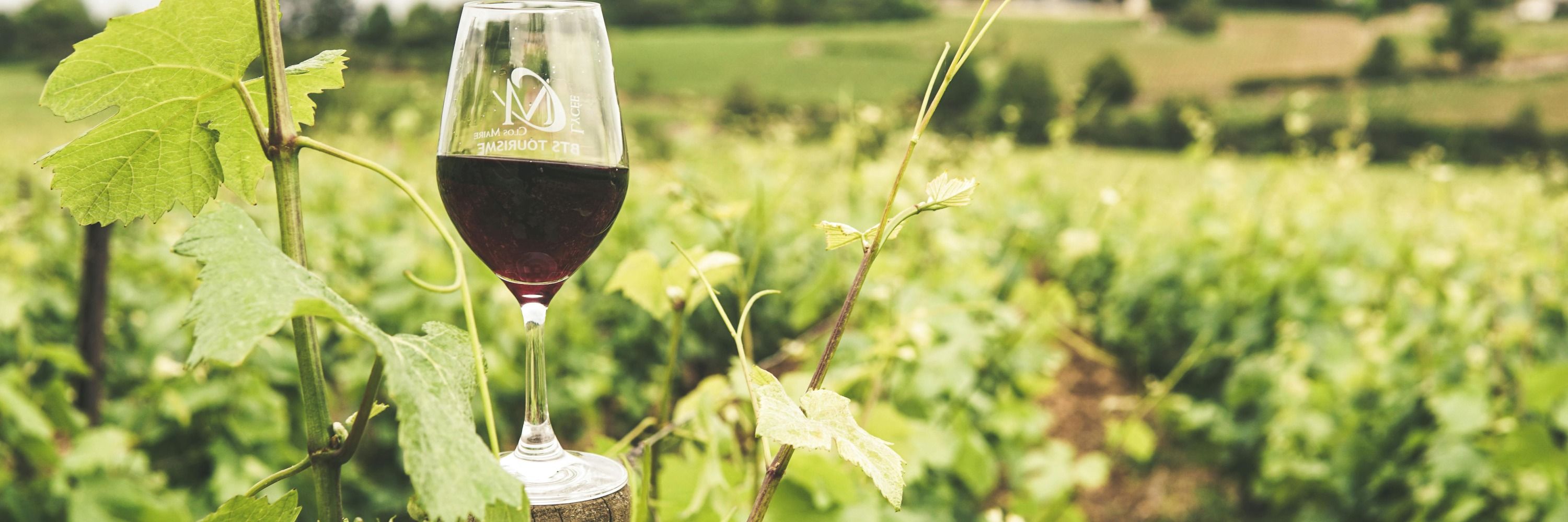 4Vides - Experiencias del vino