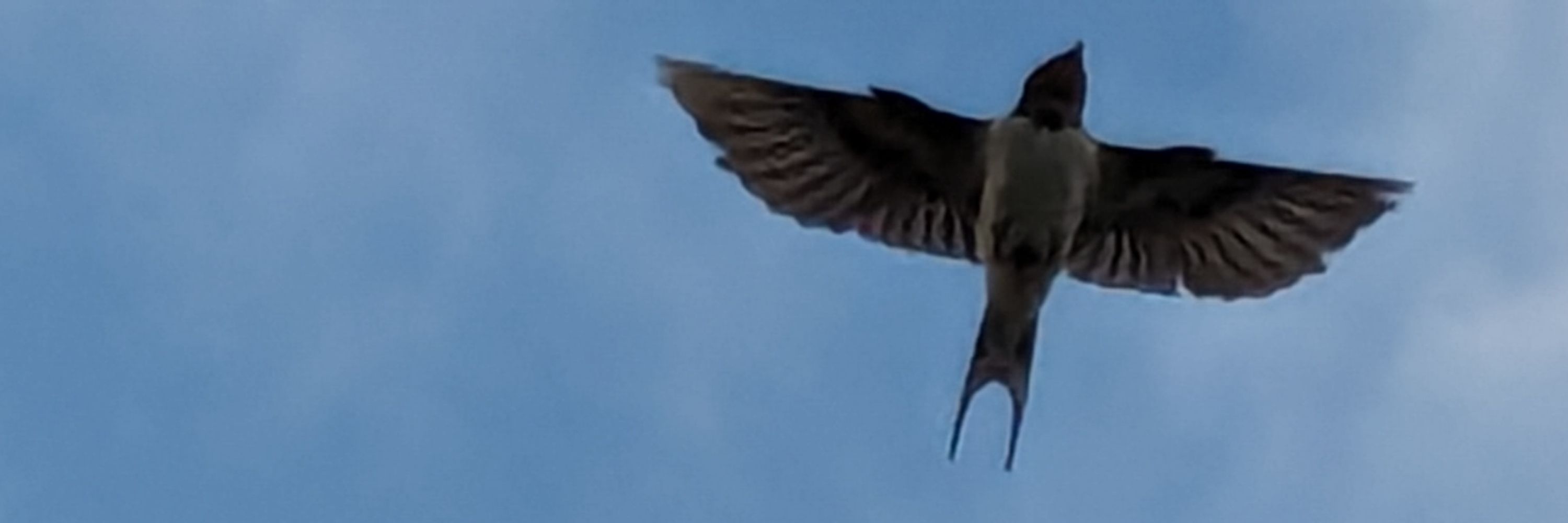 cosmic birber