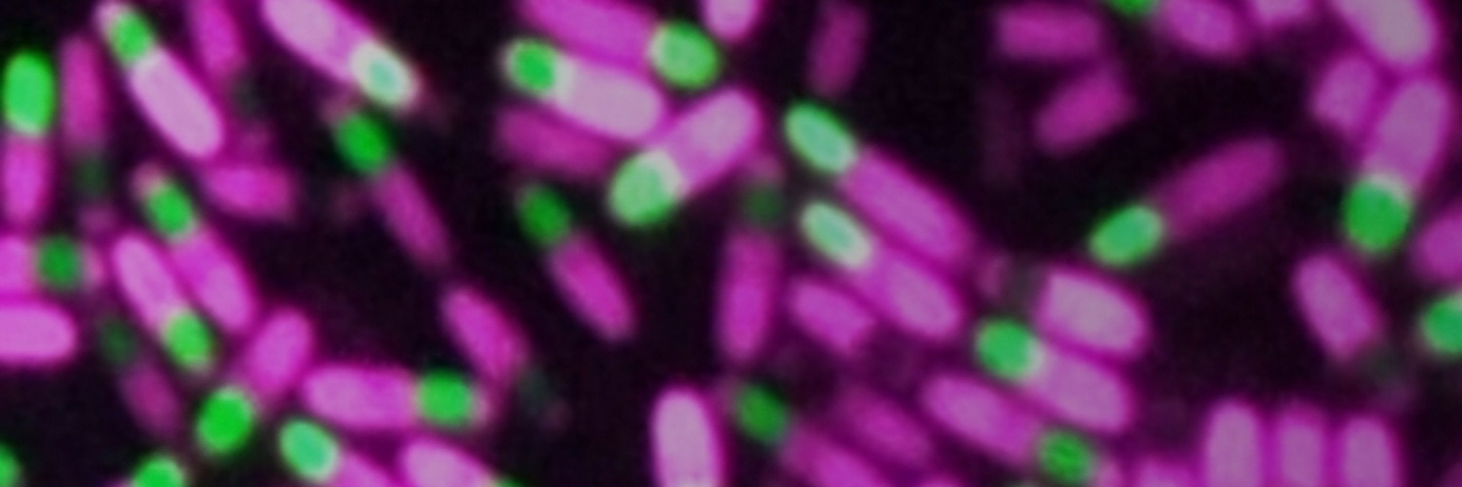 Rodrigues Lab