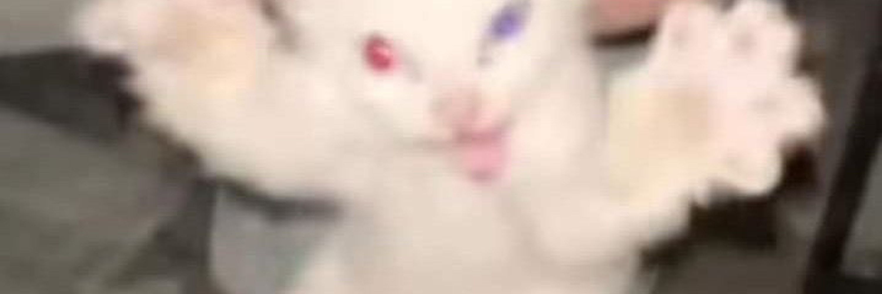 meowuchii 