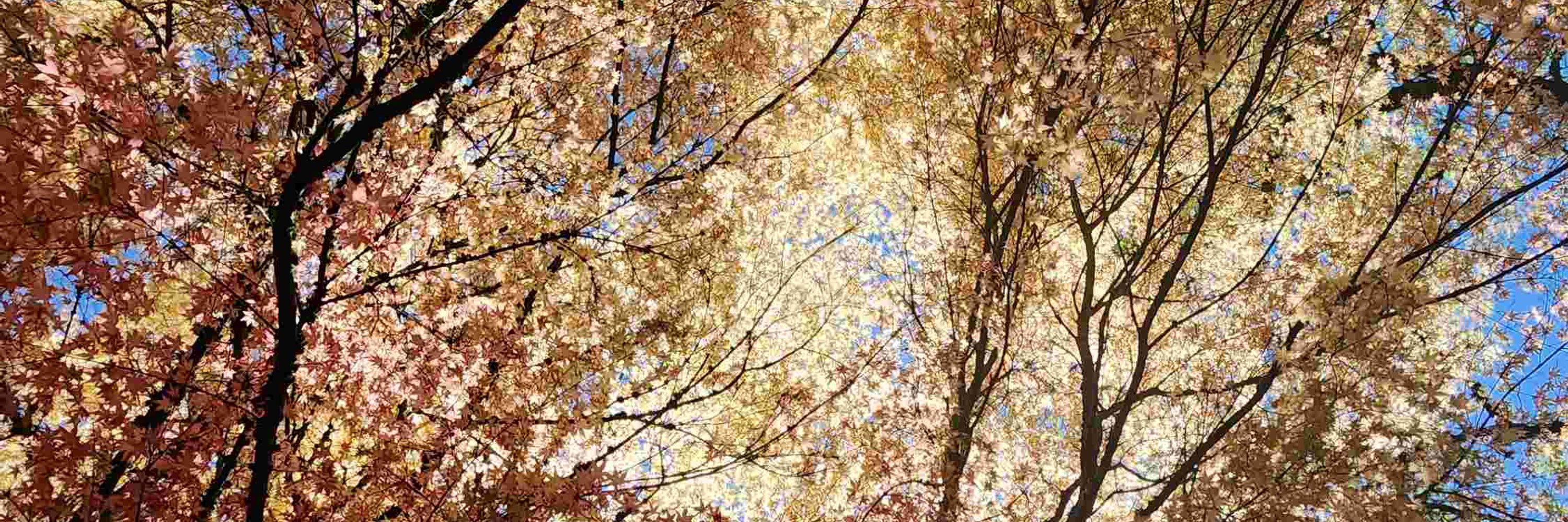 den
