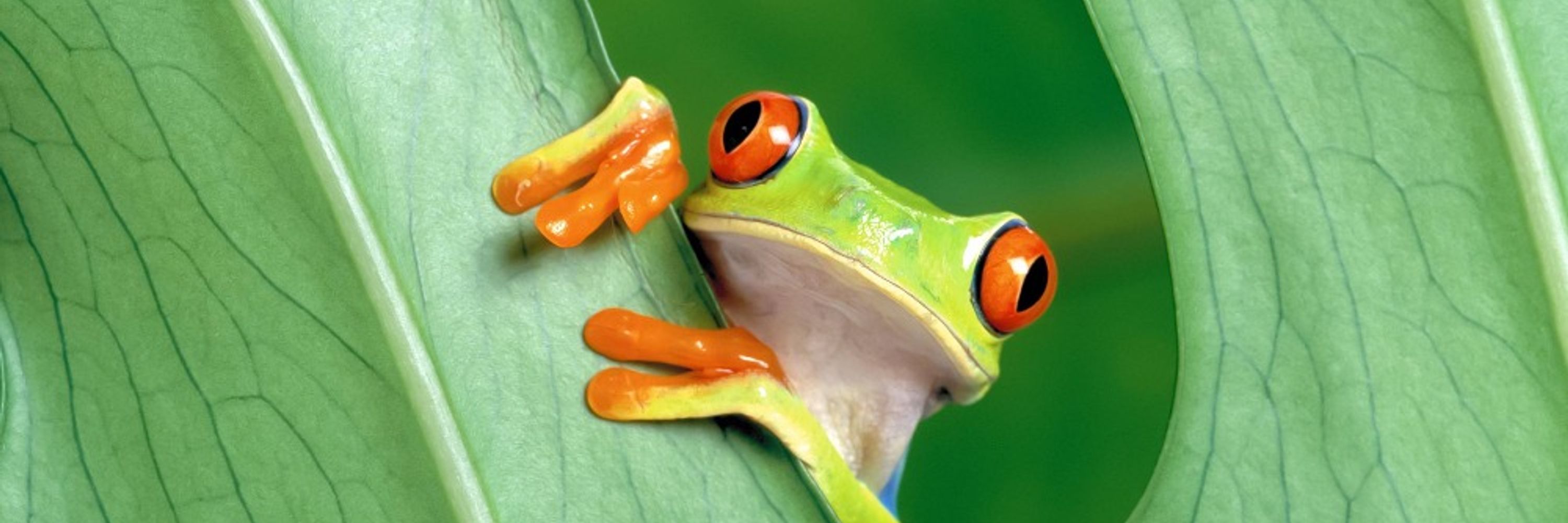 Ryan Phelan 🐸