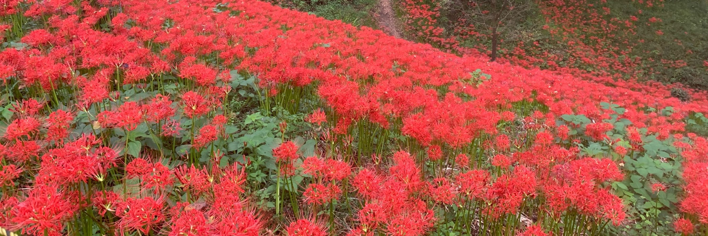 lycoris