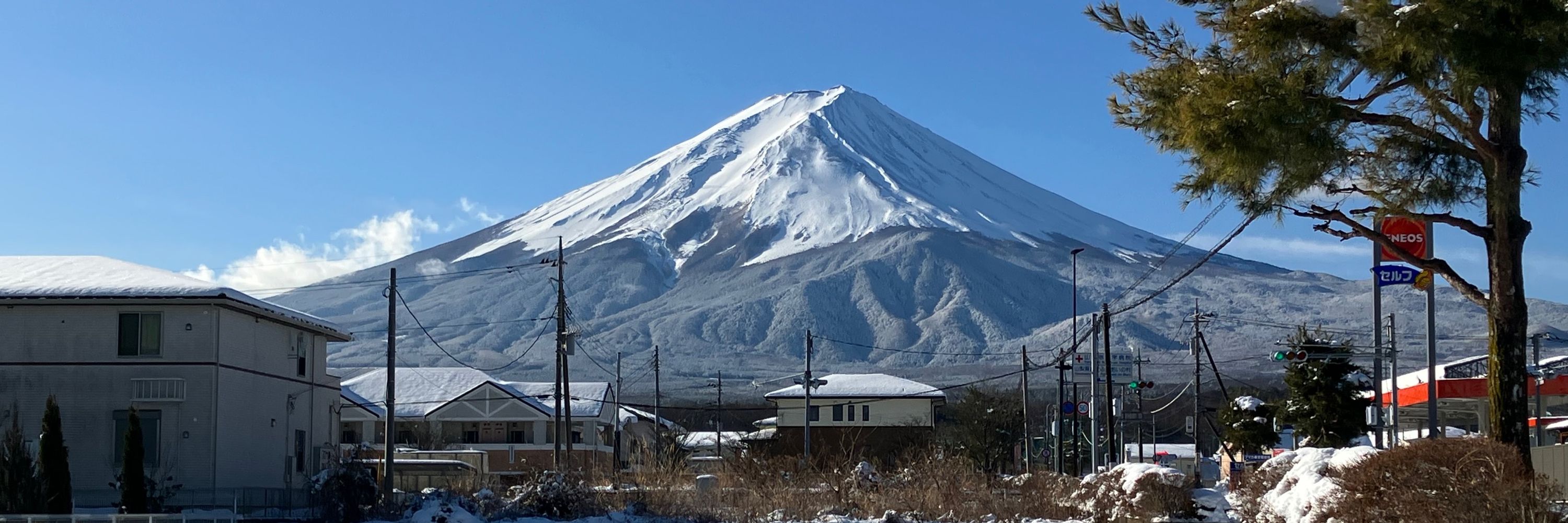 きなこ