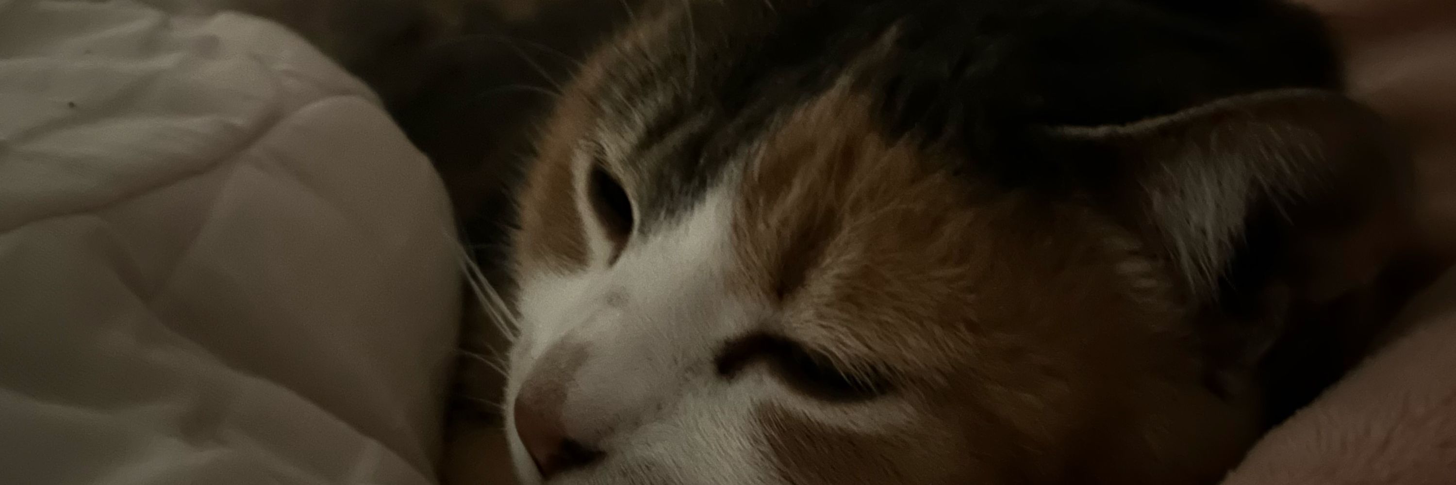 Mafe 🐈‍⬛