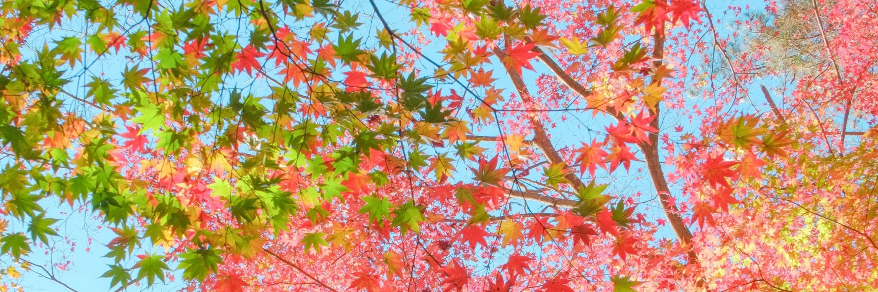 La fenuri 🍁