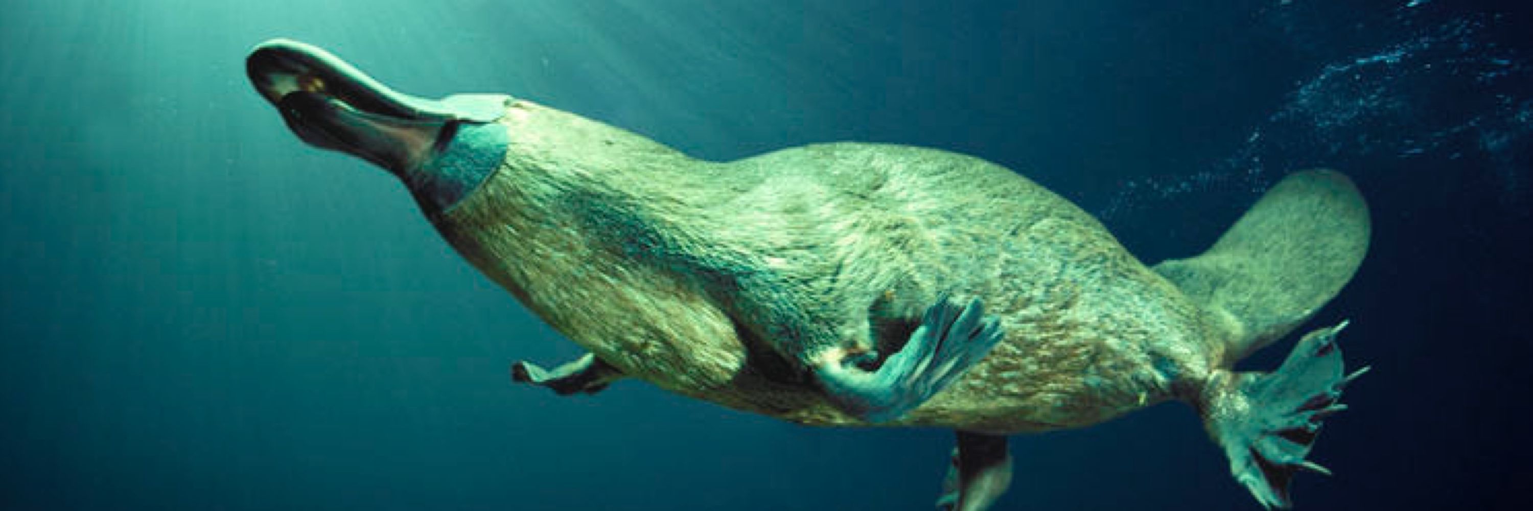 Haiku Platypus