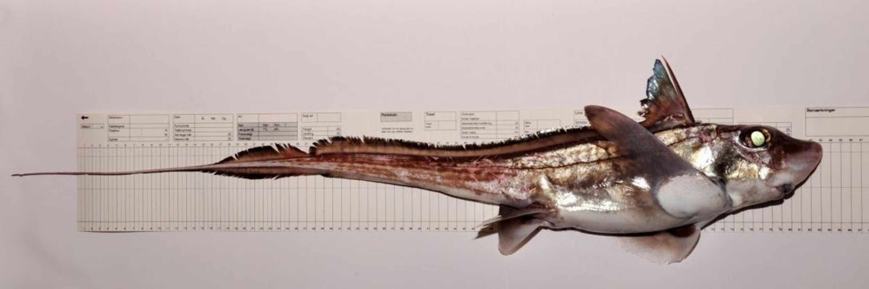 ratfish fan