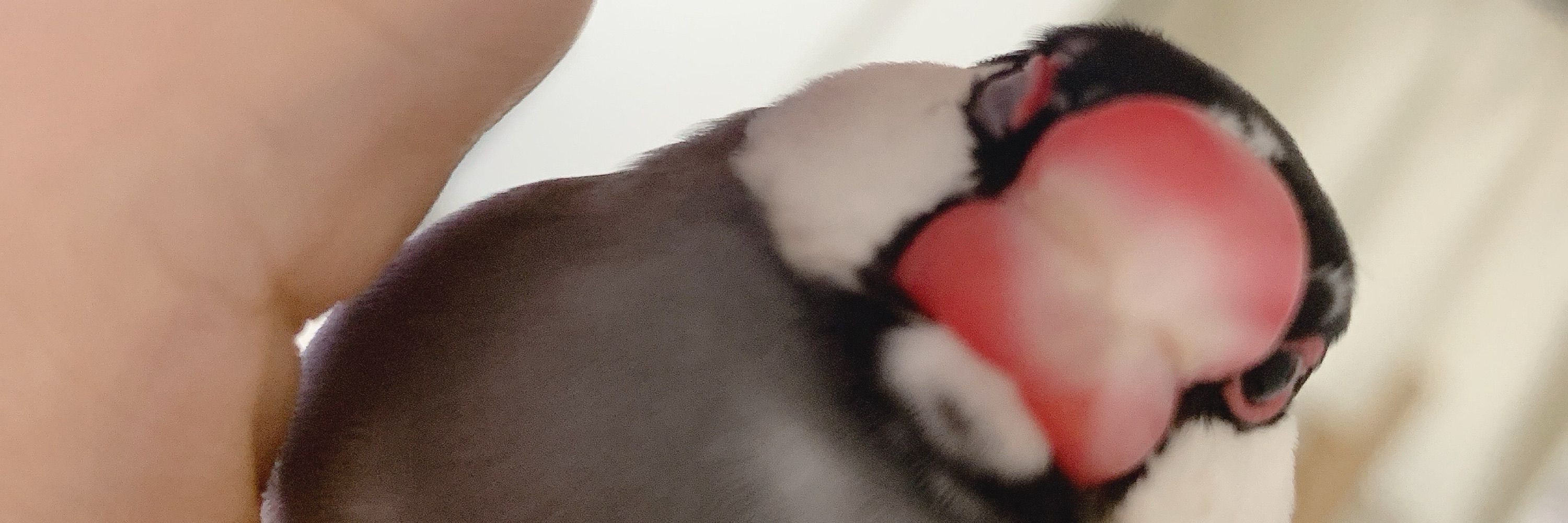 ぺろ