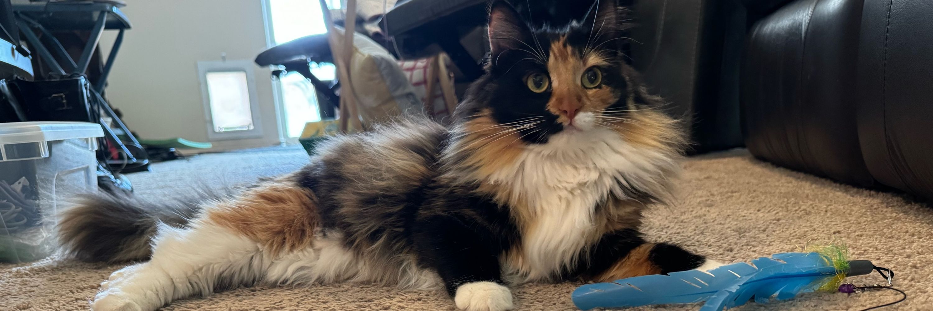 LadyChimeraCat