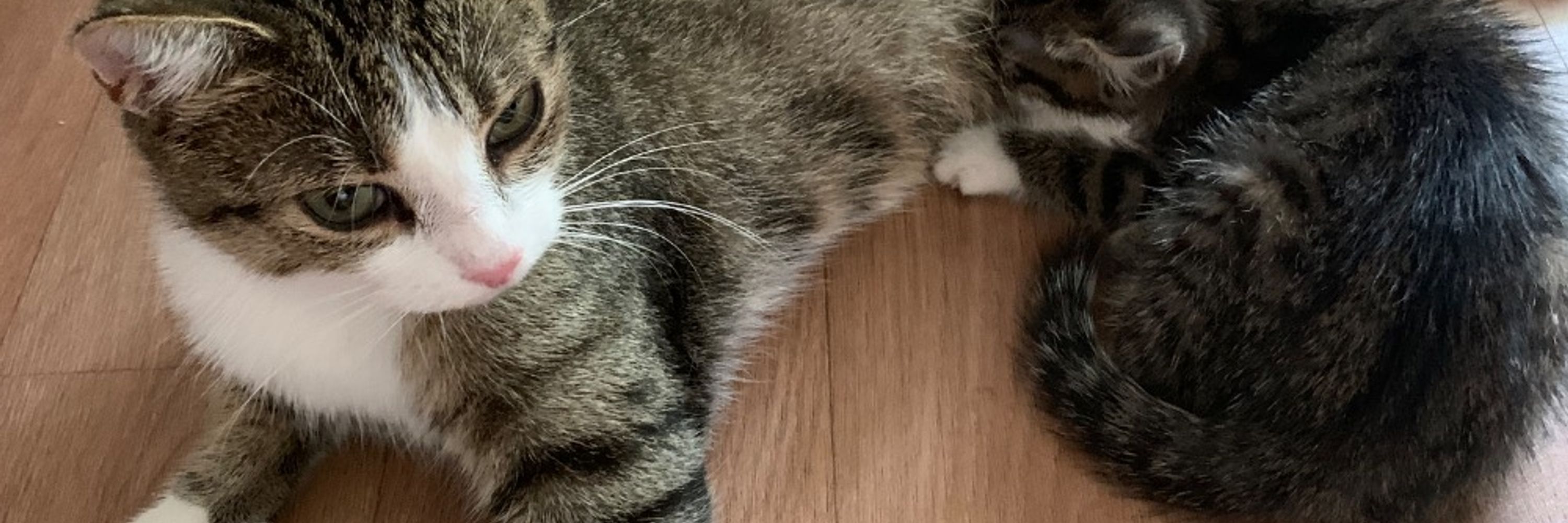 Sophie et Sidonie 😻😻