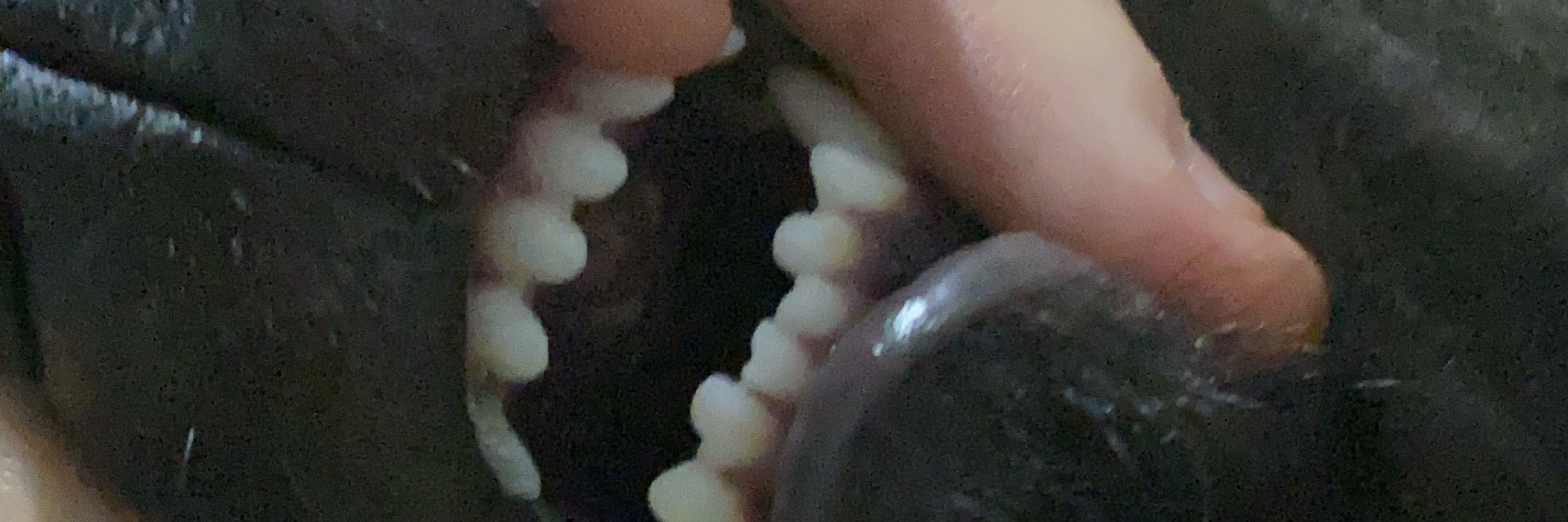 Manicardi