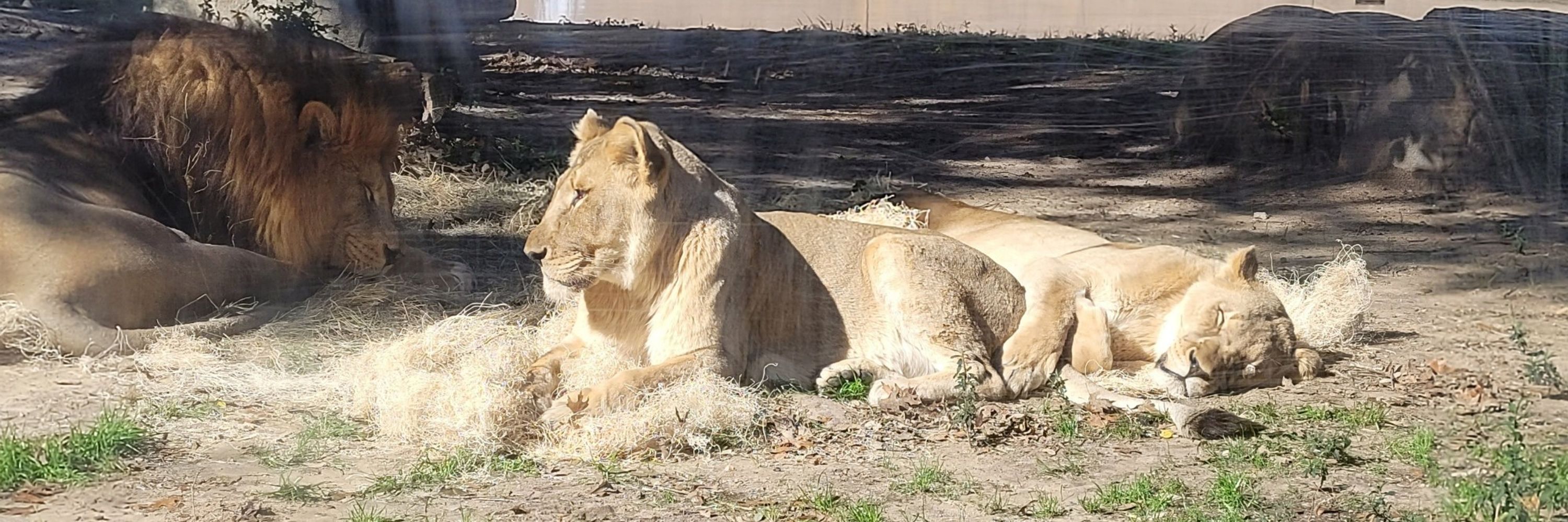 Meg Thee Liger➡️ TFF