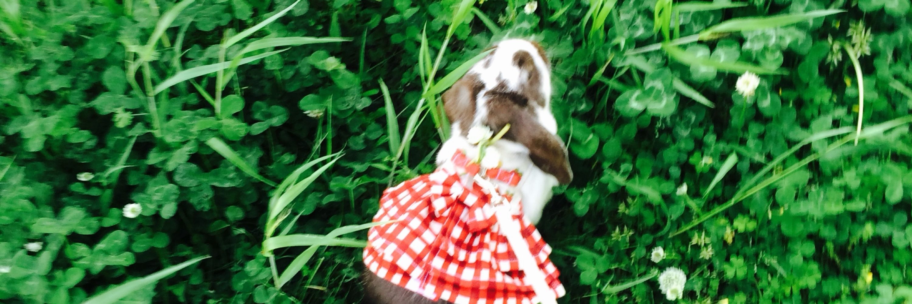 ふう