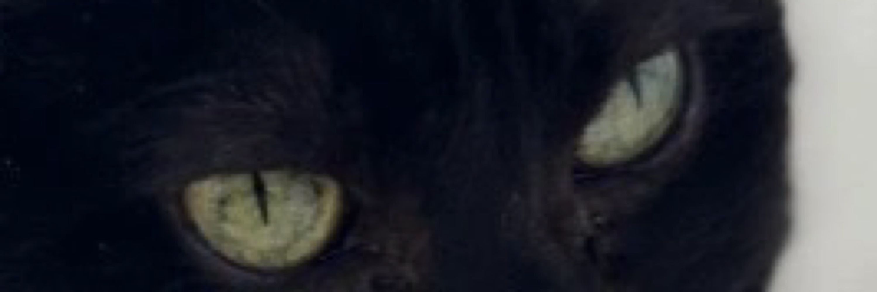 Morticia, The Cat