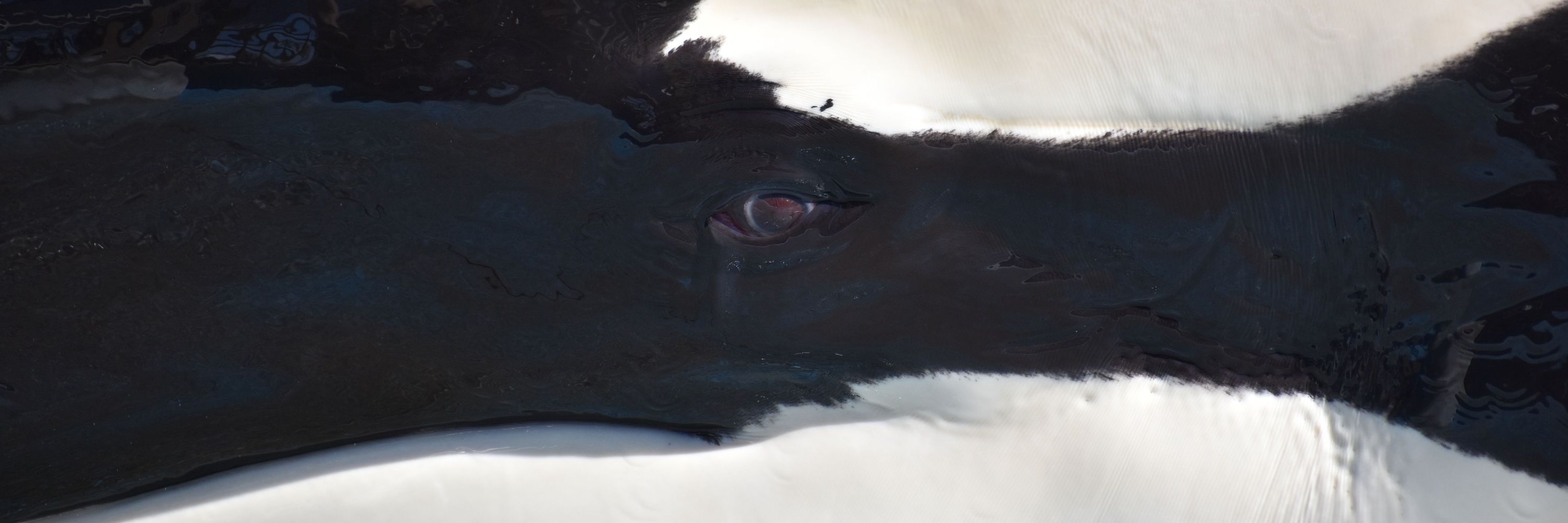 onyx