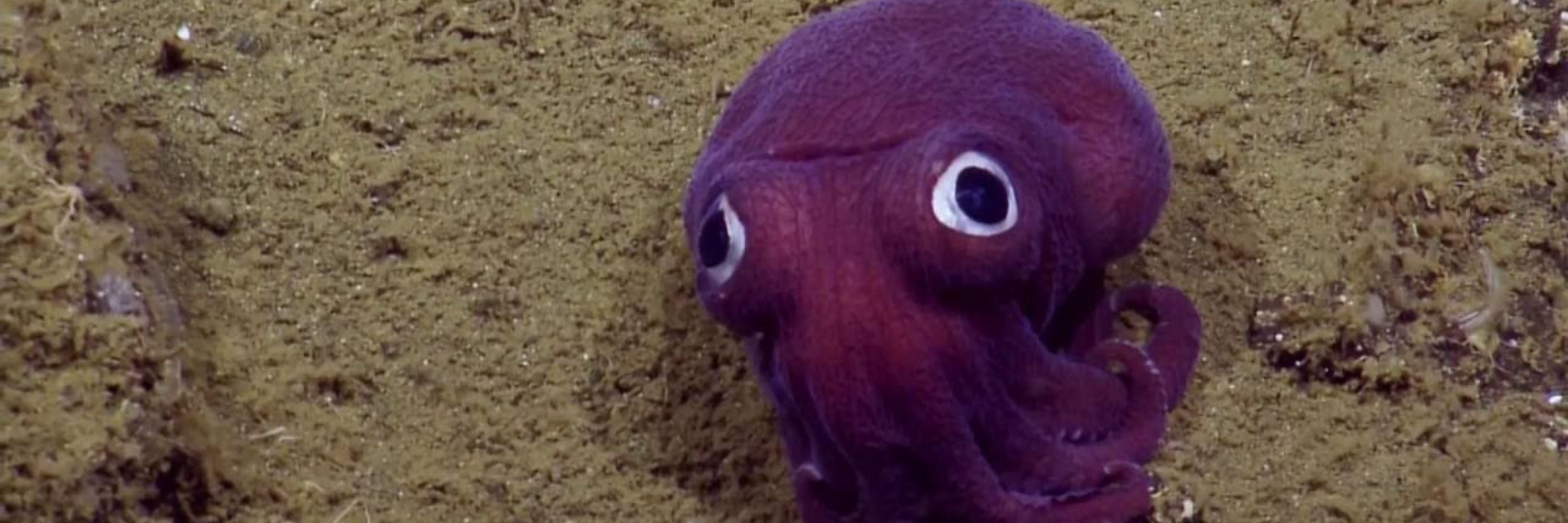 Afranio 🐙🐌🦑