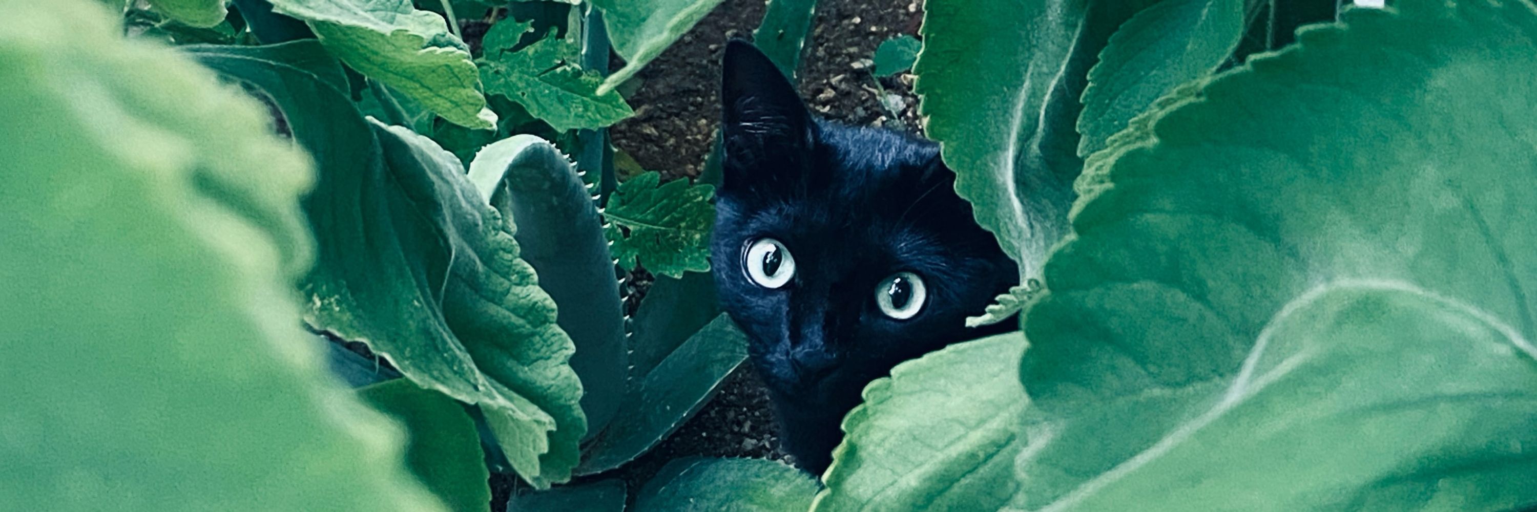 Ed