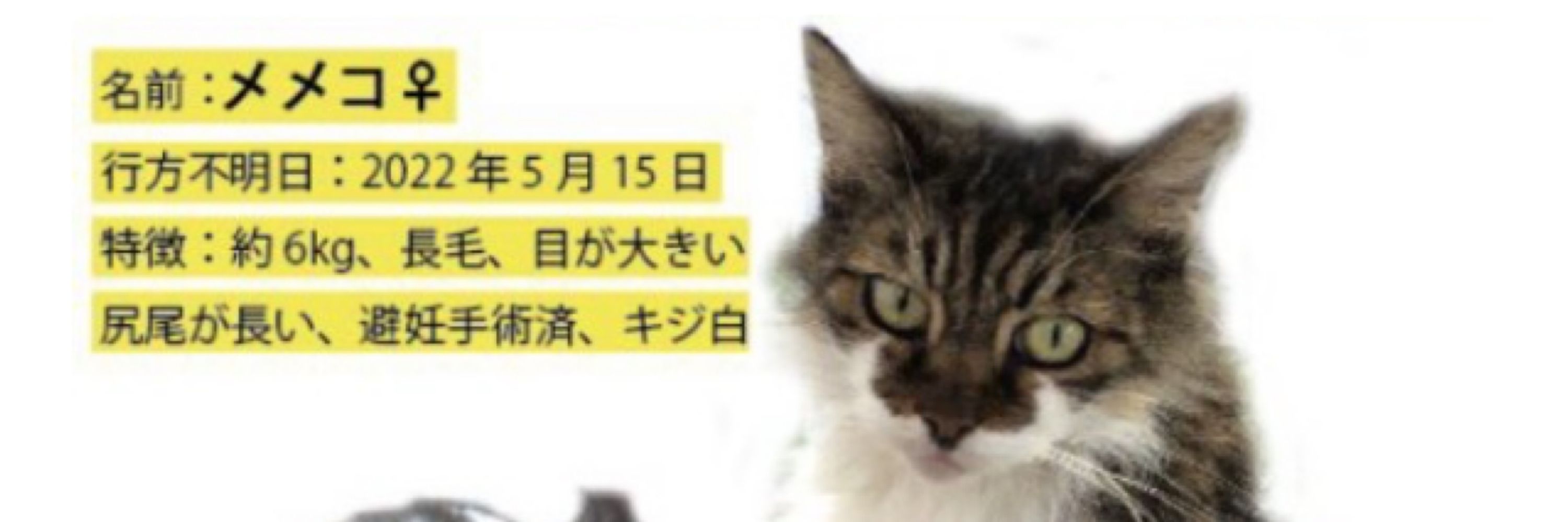 世田谷区深沢　愛猫の行方を探しています