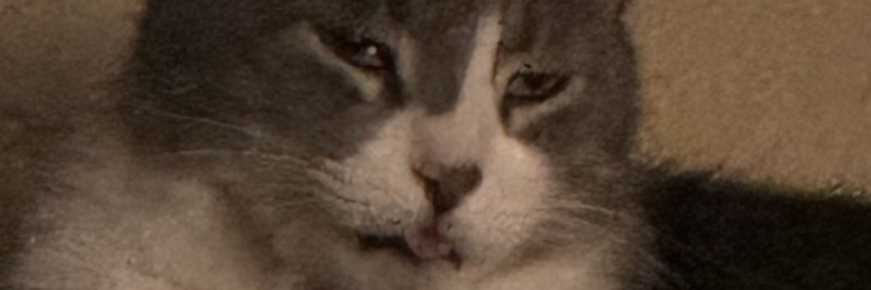 Sir Meowington