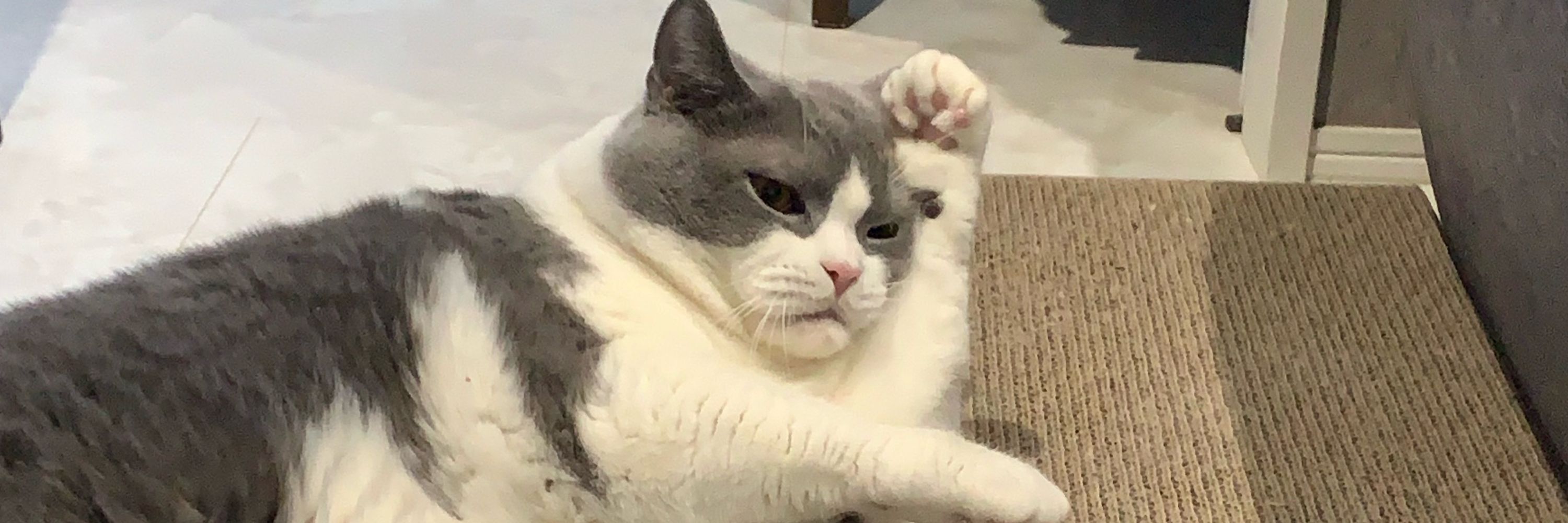 ねこかわいいね