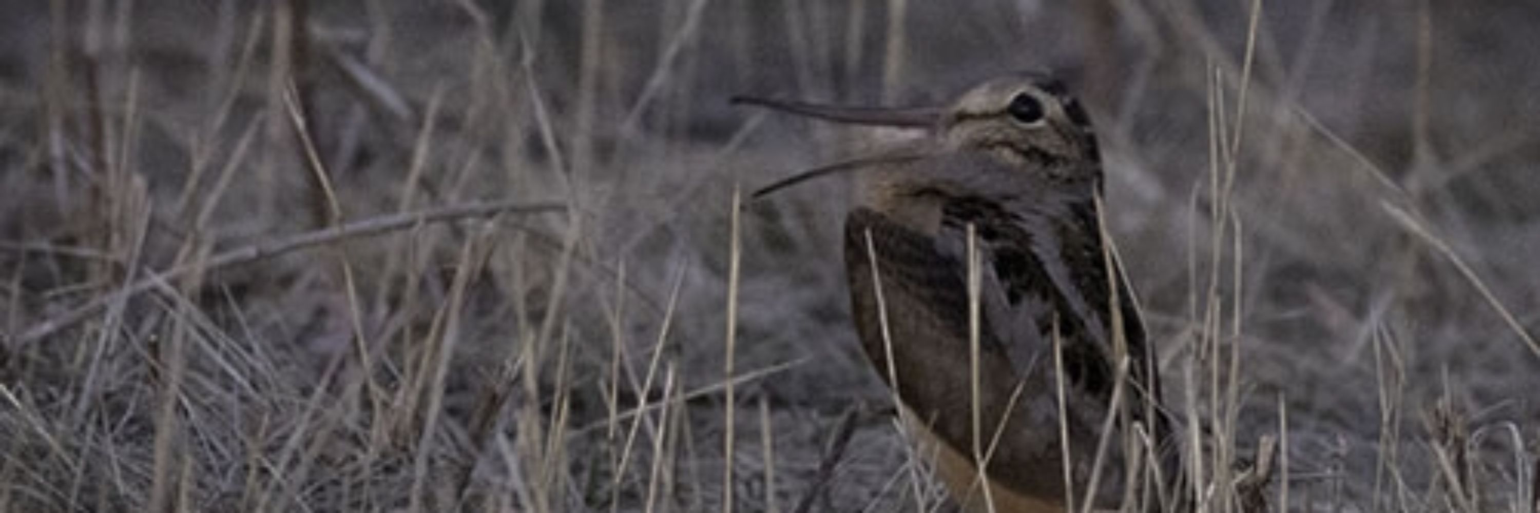 american woodcock #1 fan