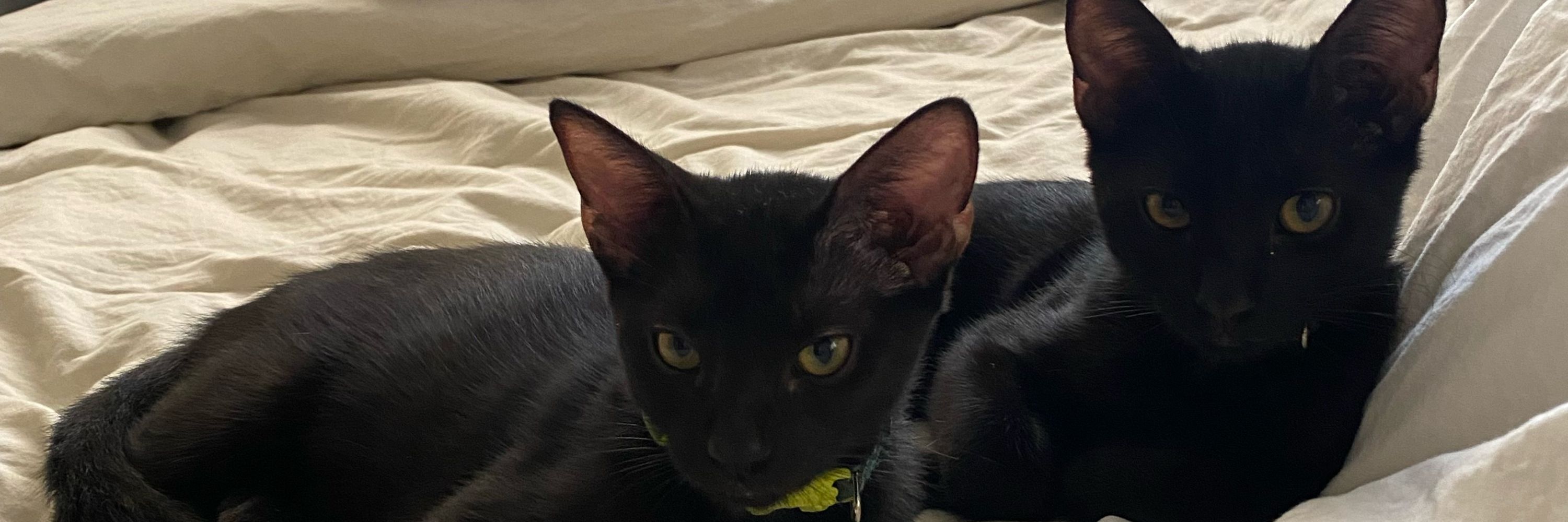 Didi