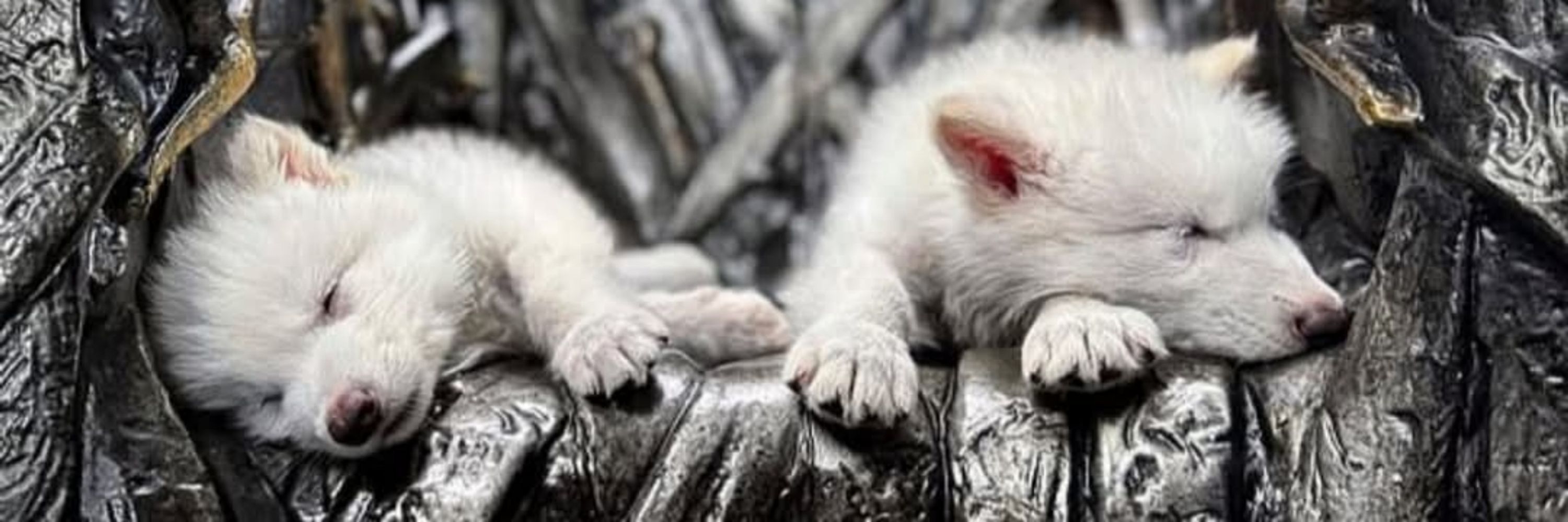WinterTheWiseWolf