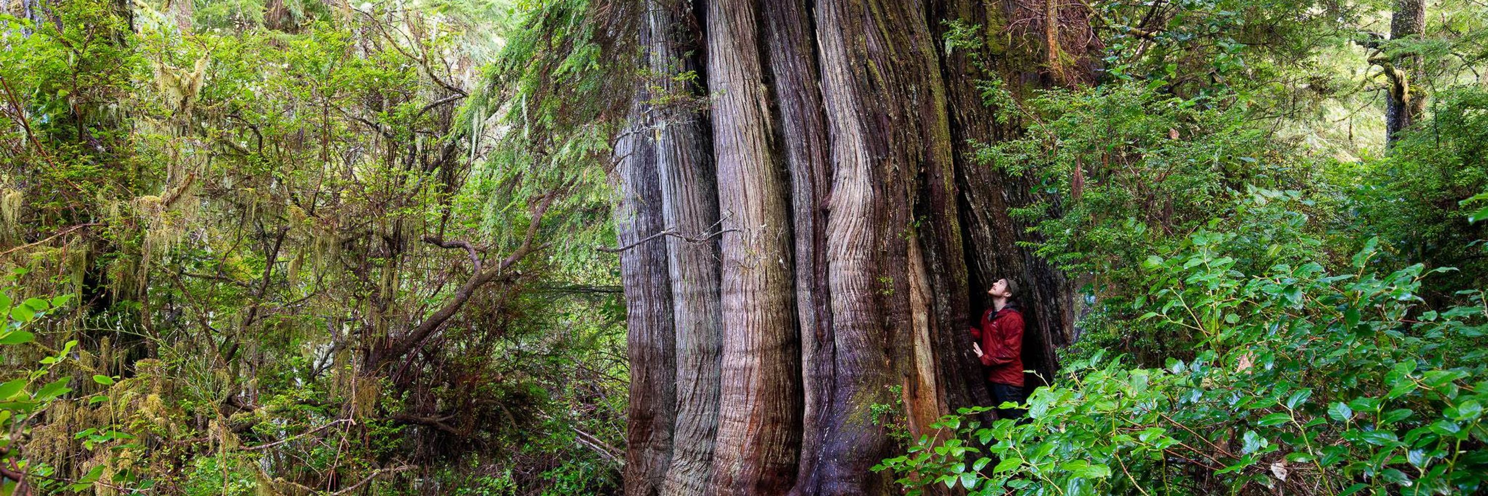 Ancient Forest Alliance
