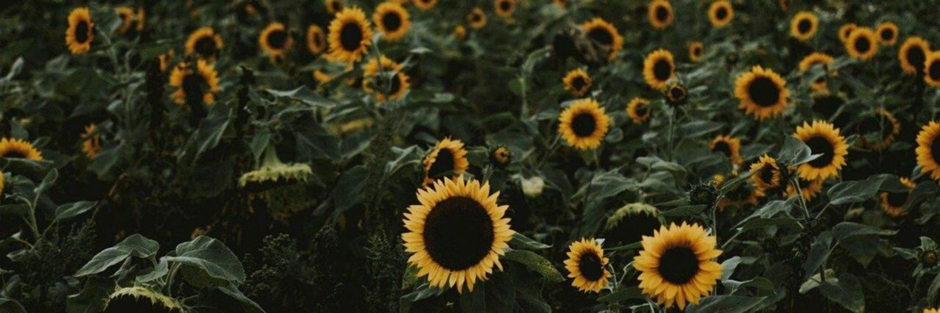 Sévaria 🌻