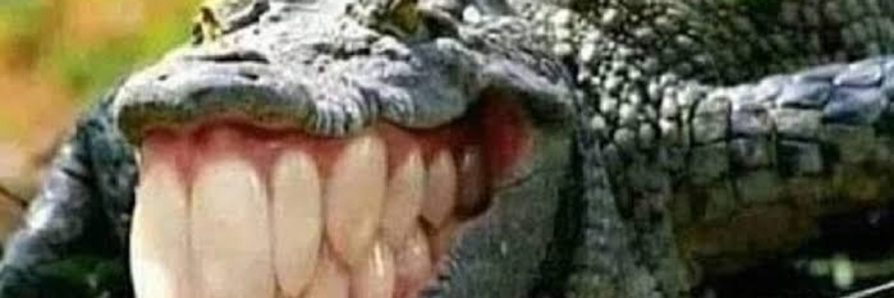 Facadinha