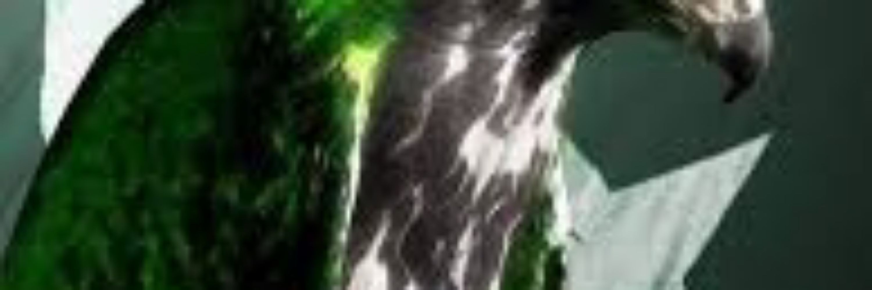 eagle1