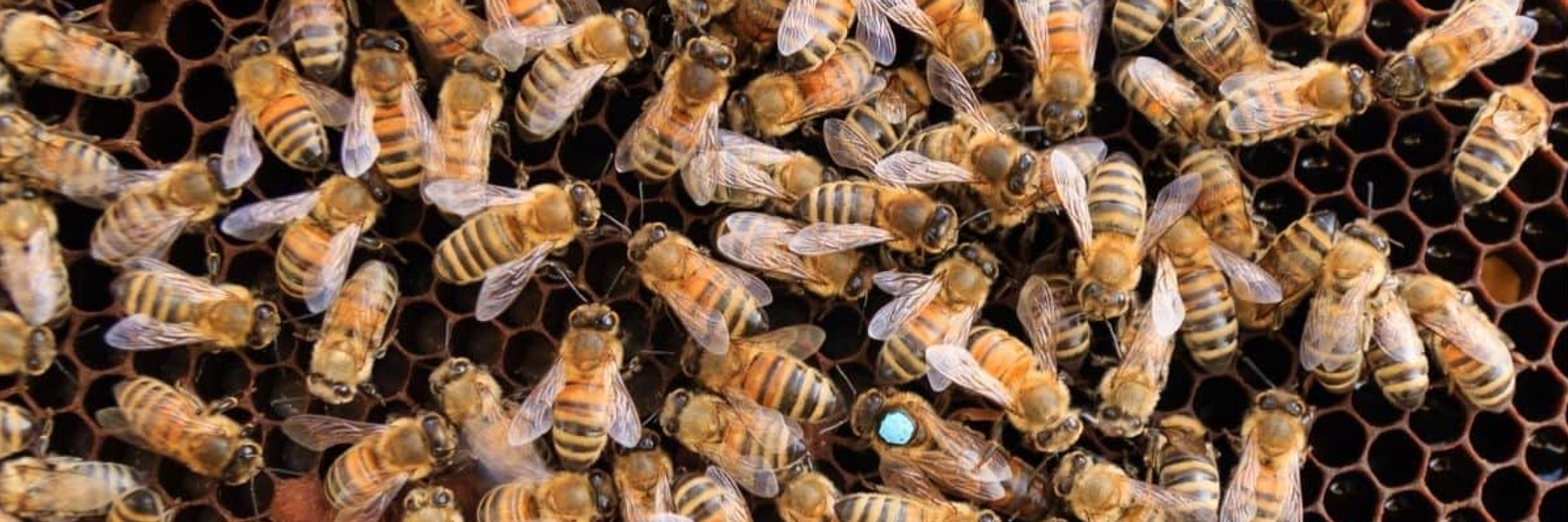 The Bearded Beekeeper 🐝