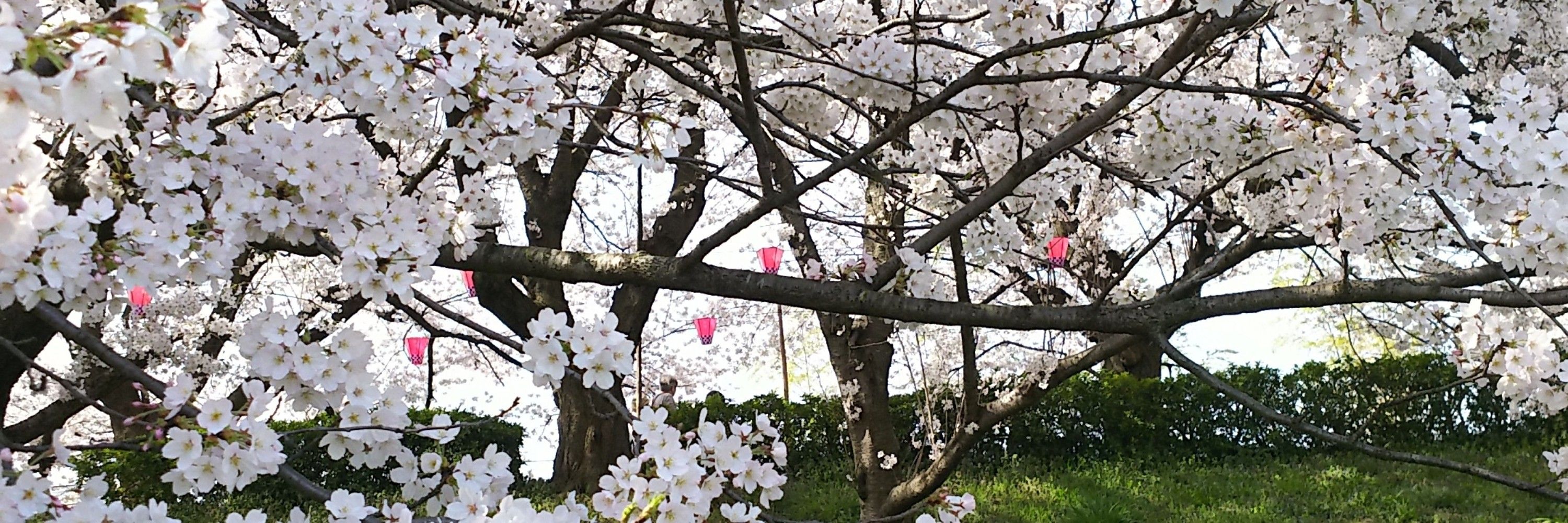 かぬ