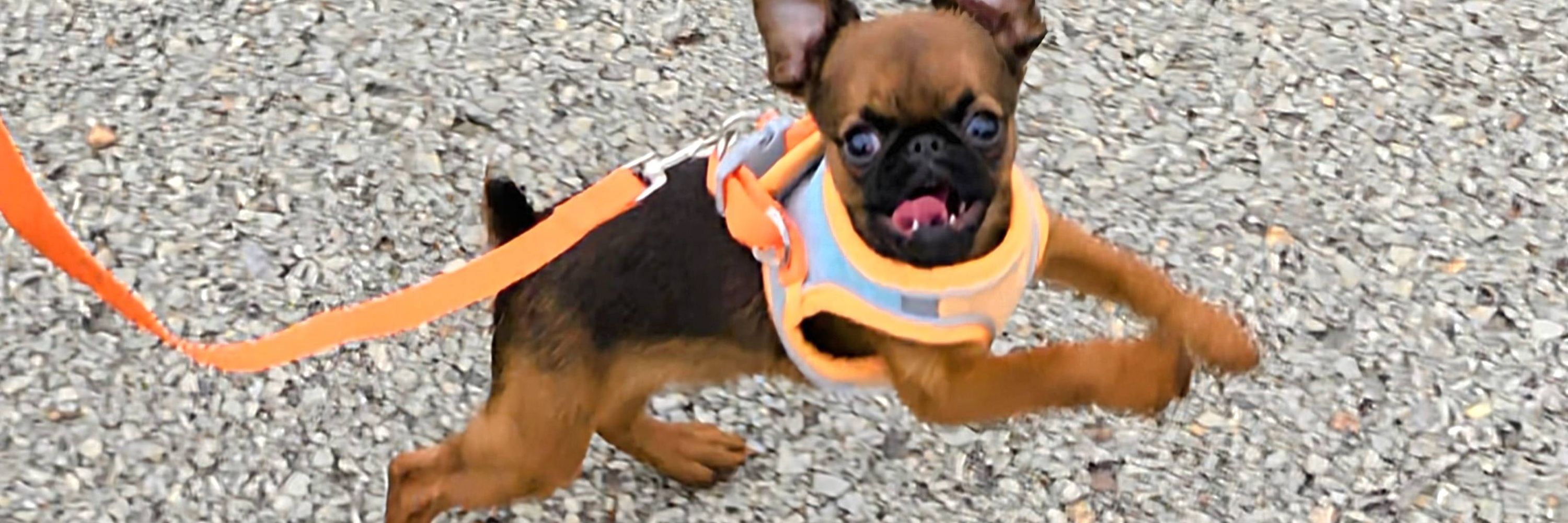 GNCanineCrew