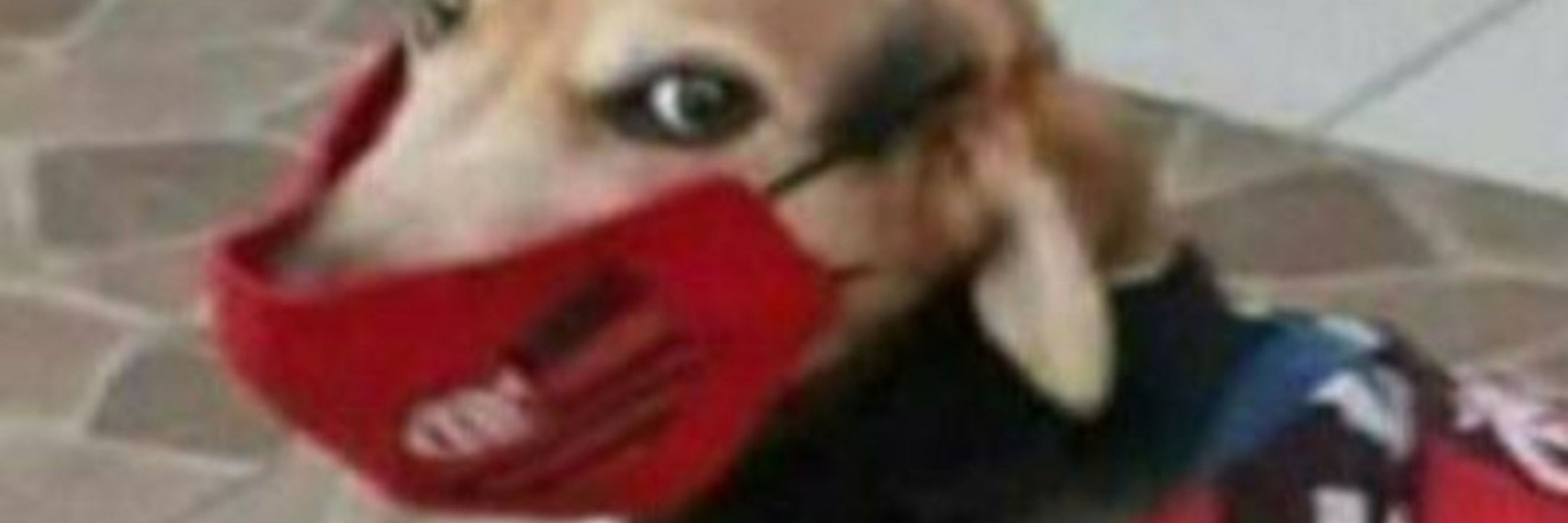 Lelo
