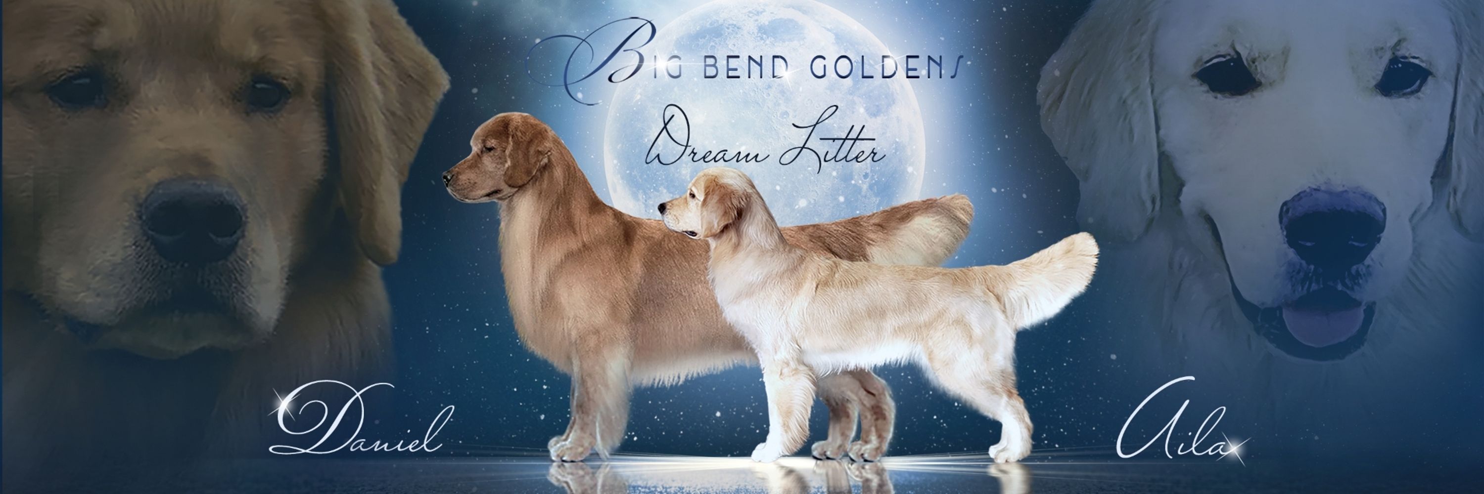 bigbendgoldens