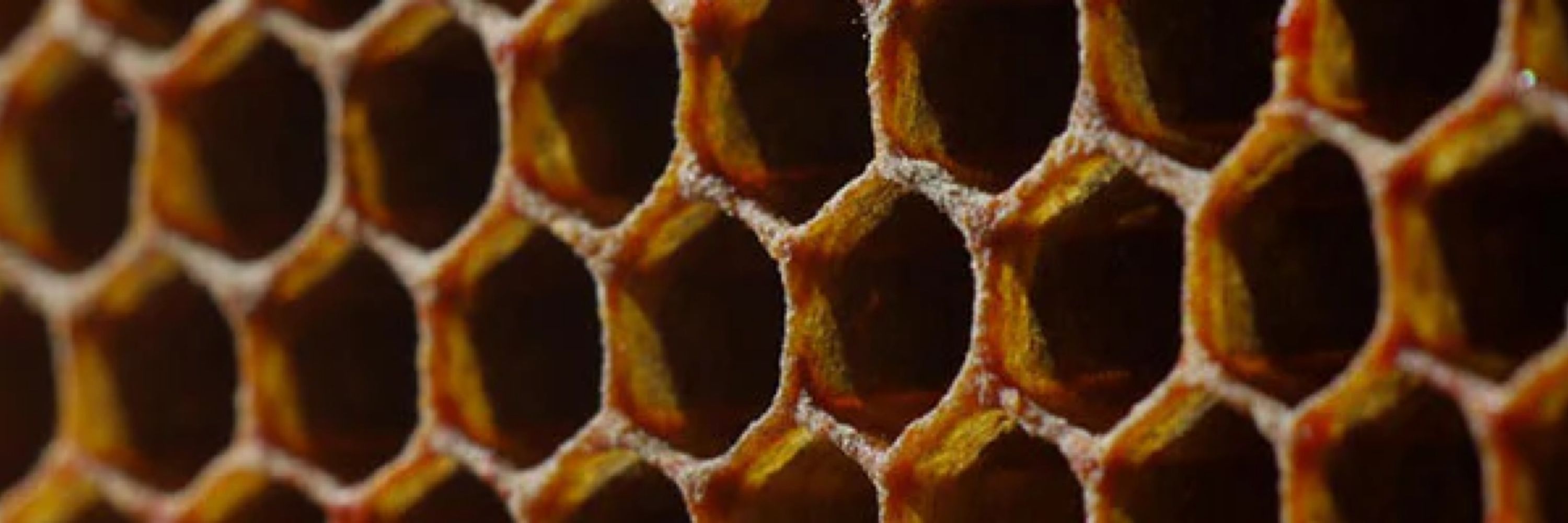 Empty Bee
