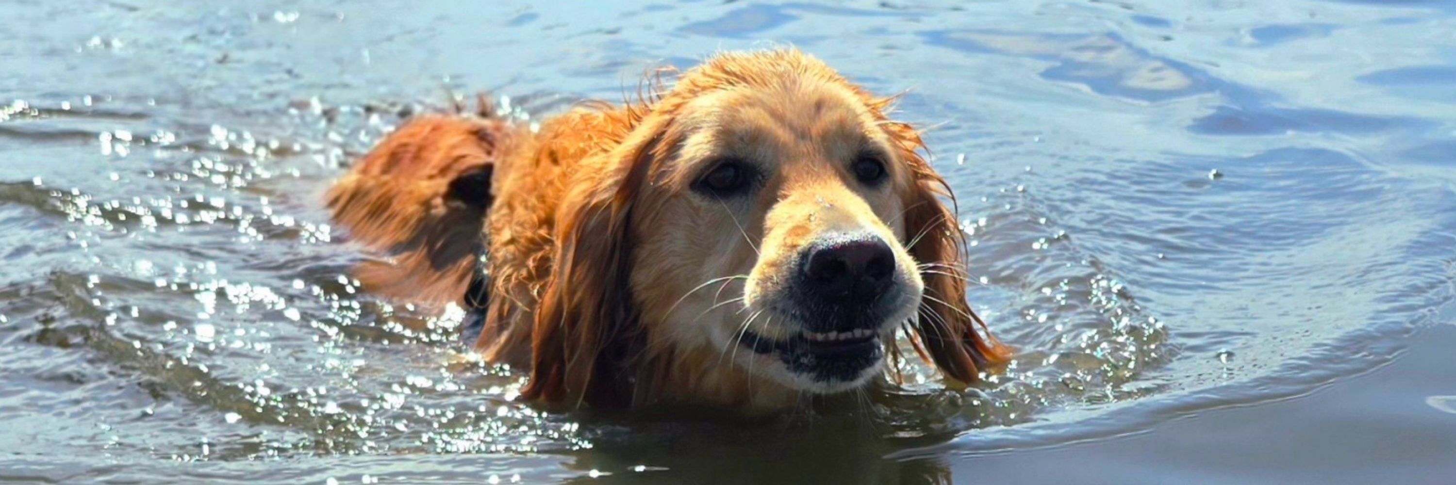 Peach the Golden
